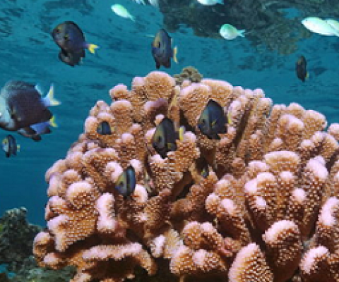 Coral reefs and Ocean acidification 