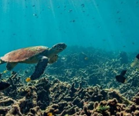 Is ocean acidification driving ecosystems to unknown territories? Photo - euronews.com