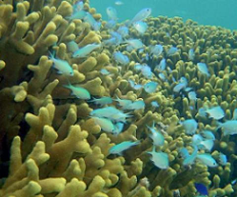 corals in Guam. photo credit - NOAA photo Library
