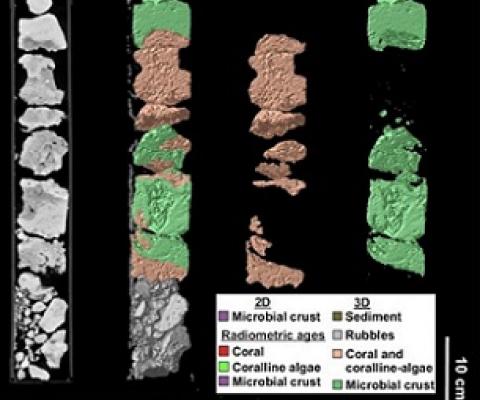 Core samples from the Great Barrier Reef displaying fossil record of microbialites. Credit: University of Sydney