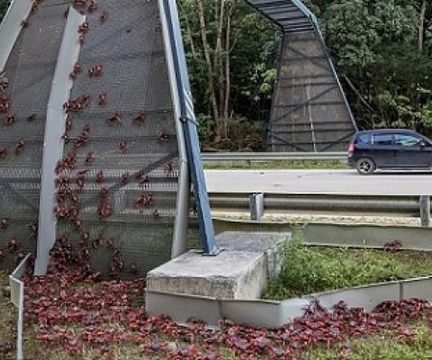 Safe journey! Thousands of Christmas Island crabs use a specially designed bridge to make their way from the forest to breed in the ocean. PHOTO - Kirsty Faulkner/Mercury Press