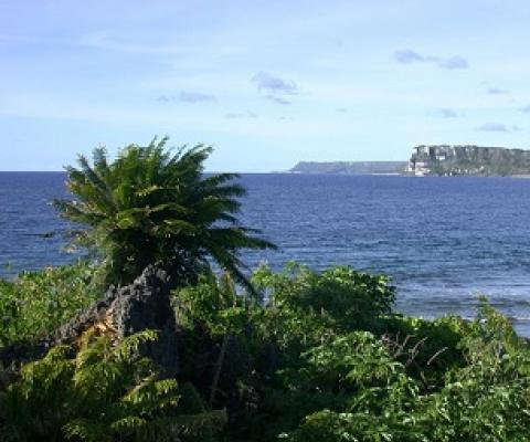 The tree-like cycad species known as Cycas micronesica was once the most common tree in Guam's limestone forests and a key part of the CHamoru diet but has become endangered due to several non-native insect species that feed on the plants.  CREDIT - University of Guam