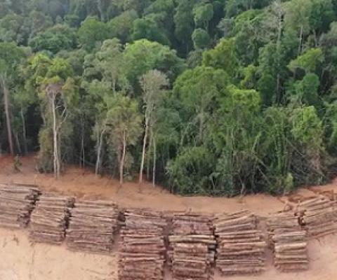 Deforestation of vital bird habitats is one of the biggest threats to birds. Image credit: Rich Carey/Shutterstock.com