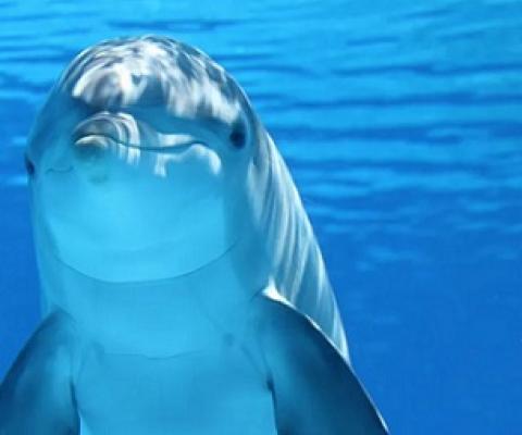 A right sponger. Credit - Claudia14