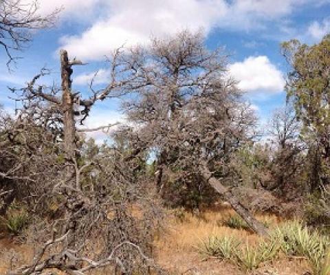 Lack of replacement by woody vegetation after drought-related mortality in Pinus edulis forests, New Mexico, USA. Credit: Francisco Lloret