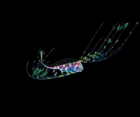 A deep sea ribbonfish larva in the Pacific Ocean. Much remains unknown about life in the depths. The African Group told the ISA: “Effective governance requires sound scientific knowledge that is not yet available.” (Image: Alamy)