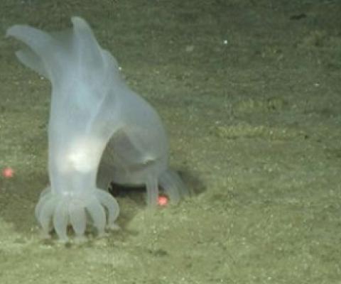 Sea cucumber nearly 3 miles deep (5000 meters). Credit: Deep CCZ Project