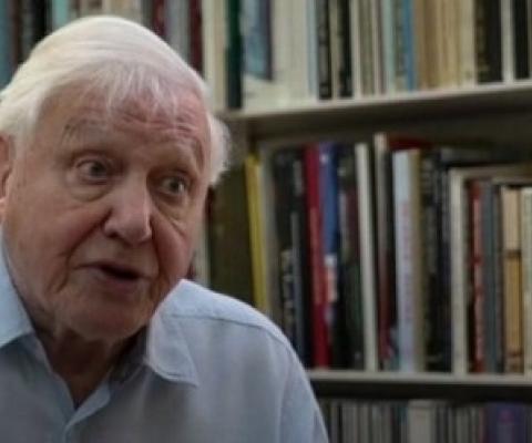 David Attenborough says the moment of crisis has come. (ABC News)