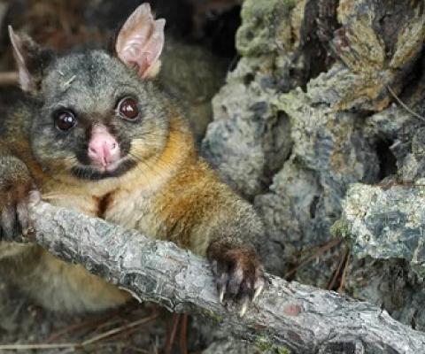  The brushtail possum is a reviled feral pest in New Zealand’s North Island Photograph: Animal Health Board Inc/AFP/Getty Images