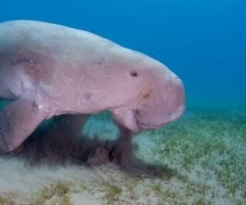 dugong
