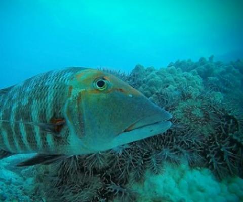 A red throat emperor (Lethrinus miniatus) checks out the camera in front of an aggregation of crown-of-thorns starfish on the Great Barrier Reef.  CREDIT - Australian Institute of Marine Science