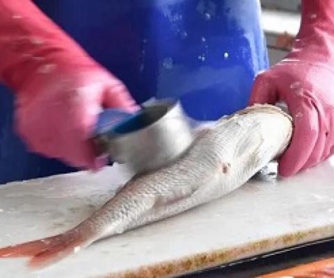 A worker prepares a fish for sale. Some endangered fish species caught in Australian waters are being sold in shop and fish markets. Photograph: Joel Carrett/AAP