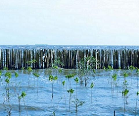 A bamboo fence protects a young, replanted mangrove forest from the tempestuous sea. Image from Shutterstock via IUCN.