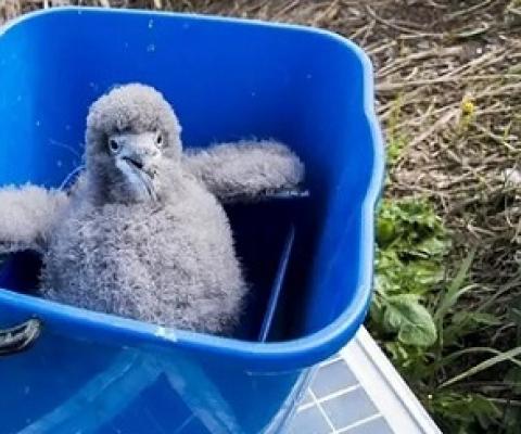  A Hutton’s shearwater chick rescued by a volunteer army in Kaikoura Photograph: Supplied/ Hutton's Shearwater Charitable Trust