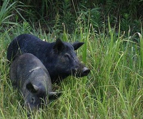 Feral Pigs in Hawaii. Credit - https://www.hawaiinewsnow.com/