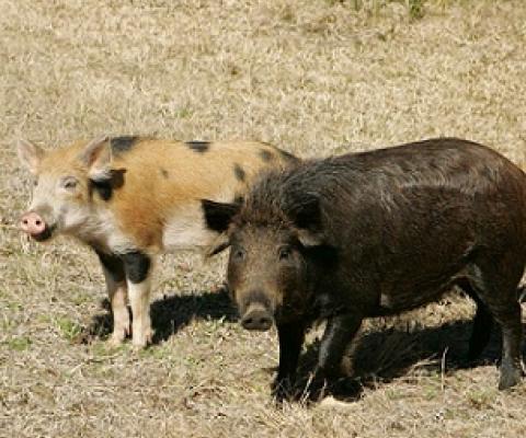 Feral pigs. Credit - Hillebrand Steve, U.S. Fish and Wildlife Service 