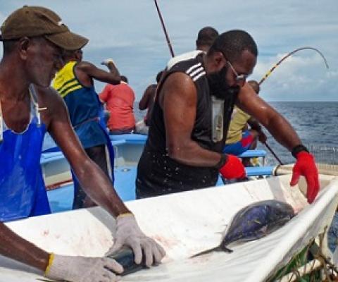 Tagging tuna on a pole-and-line vessel during an earlier research voyage in the WCPO. Photo Pacific Community (SPC).