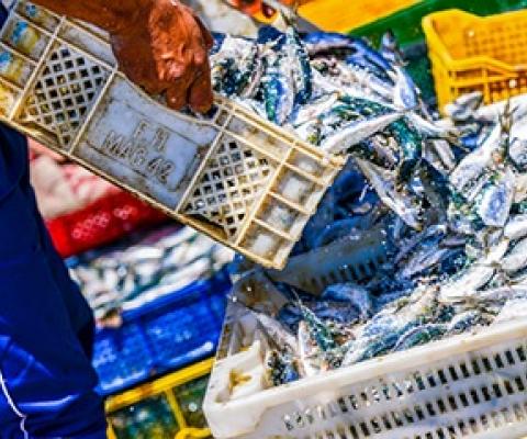 New tool tracks progress of fishery management worldwide. Source - https://www.seafoodsource.com/