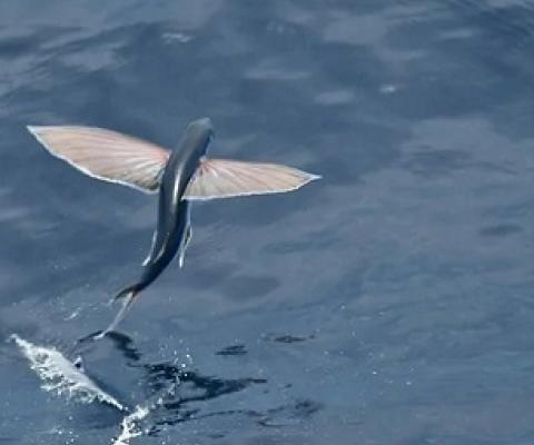 New Framework Will Boost Marine Conservation Efforts. Credit - ISTOCK, AGAMI STOCK