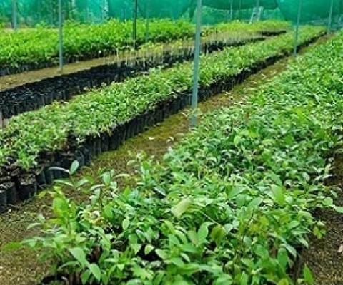 Nursery at MORDI TT headquarters, Haveluloto. 19 May 2021. Credit - www.matangitonga.to