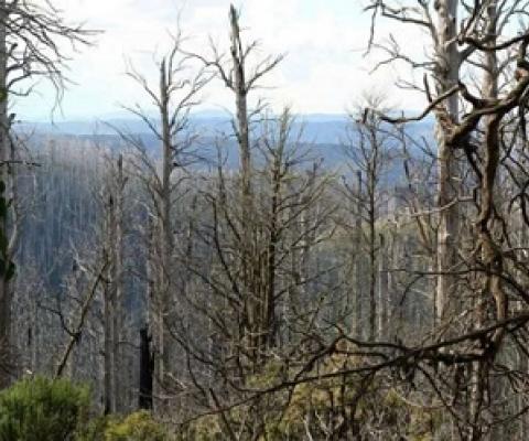 Burned eucalypt forest in Australia. Avoiding overall post-disturbance logging after such major disturbances can help to maintain biodiversity. Credit: Simon Thorn/University of Wuerzburg