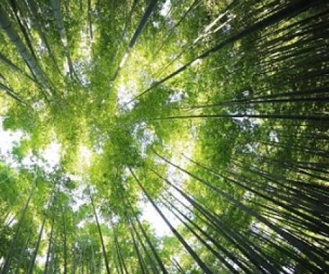 indigenous forests