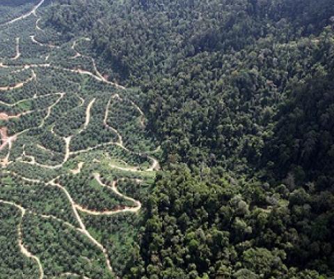 Oil palm plantation in Malaysia. Credit - Rhett A. Butler/Mongabay.