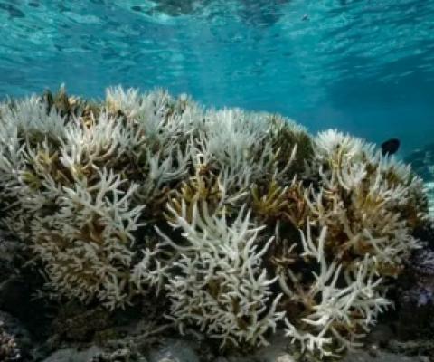 Bleached coral, a consequence of global warming, in Mo'orea, French Polynesia © Getty