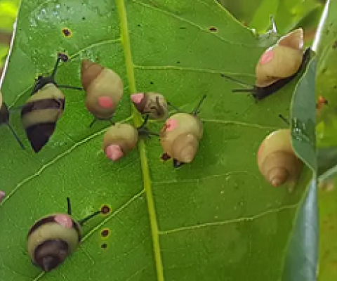 Partula snails are reintroduced on Huahine, French Polynesia. Photo credit: ZSL