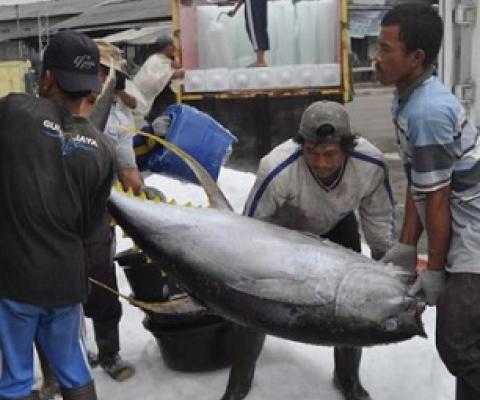 Suspension of vital Pacific fisheries observers set to continue. Photo: Supplied/ the Business & Human Rights Resource Centre