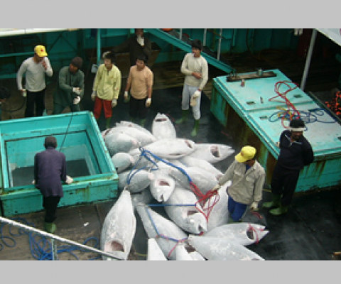 Pacific fisheries observer suspensions extended. Source - https://www.seafoodsource.com/