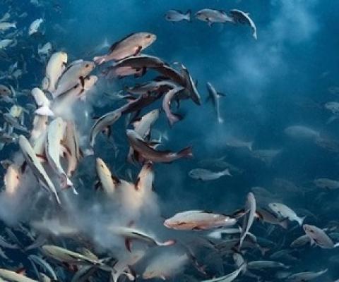 The researchers scoured through an open database of over 50,000 DNA sequences.  (Keystone / Tony Wu / Wildlife Photographer )