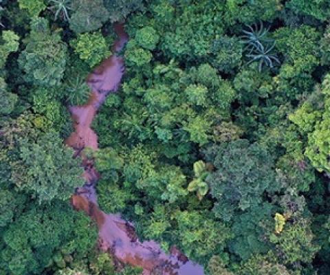 thick rainforest. credit - www.Mongabay.com