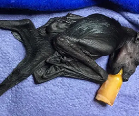 A baby black flying foxes is bottle fed after dry winds and low humidity led to massive food shortages and deaths in its eastern Australia habitat. Photograph: Mandi Griffith