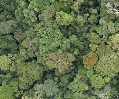Intact tropical forest in the Congo Basin surrounding a protected area. Credit: Zuzana BuřIvalová