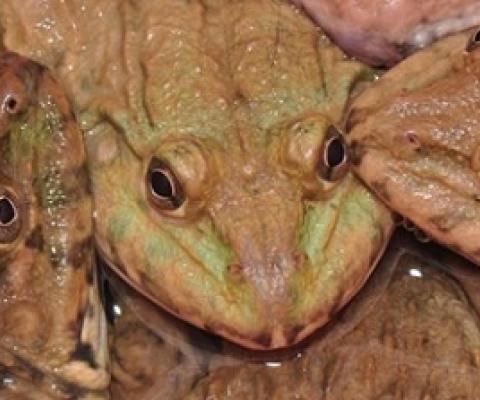 About two million American bullfrogs are imported live to the U.S. from factory farms abroad each year to be eaten. PHOTOGRAPH BY JONATHAN E. KOLBY