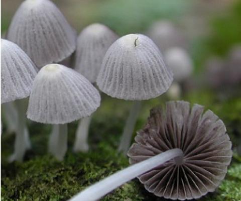 UC Berkeley researchers carried out the first major survey of macrofungi on the Polynesian island of Mo'orea, yielding more than 500 different specimens. These fairy inkcap mushrooms were found growing on decomposing wood. Credit: Todd Osmundson