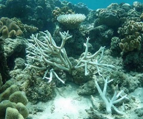 Clear skies, weak tides and above-average ocean temperatures are combining to create stressful conditions for corals along much of the Great Barrier Reef. Photograph: Lyle Vail/Lizard Island Research Station