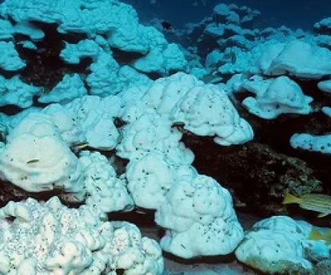 great barrier reef. Photograph: Helmut Corneli/Alamy Stock Photo