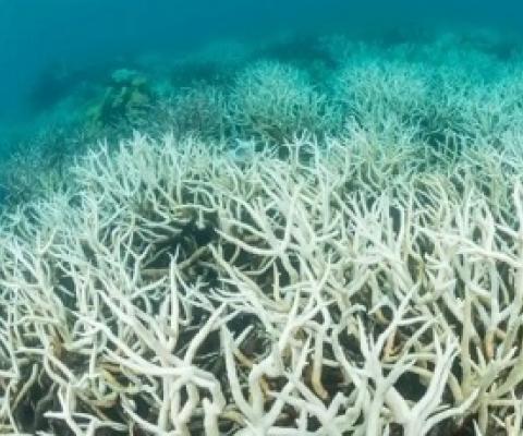 coral bleaching