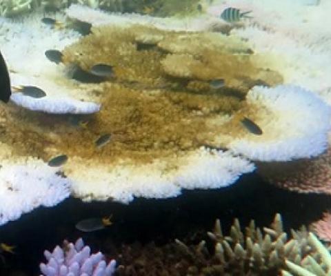 Conservationists say Australia must show Unesco it is dealing with Great Barrier Reef threats. Photograph: Bette Willis/ARC Centre of Excellence for Coral Reef Studies