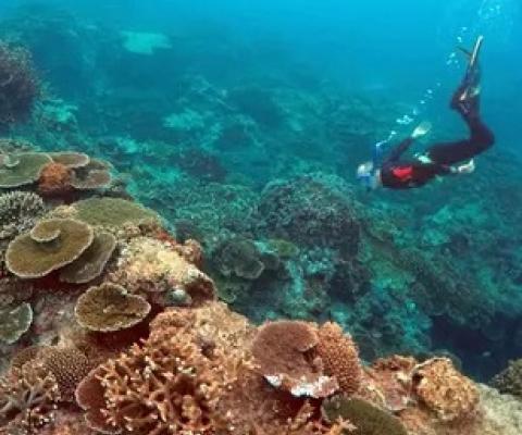Australia’s environment minister Sussan Ley says the country is seeking a ‘proper reactive monitoring mission’ before the question of the Great Barrier Reef’s ‘in danger’ recommendation can be answered. Photograph: David Gray/Reuters