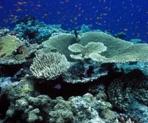 A marine park authority report last year found the outlook for the Great Barrier Reef had deteriorated from poor to very poor and greenhouse gas emissions were the greatest threat to its health. Photograph: VWPics/Universal Images Group via Getty Images