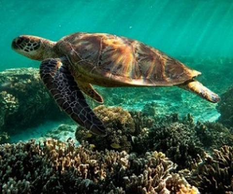 The Great Barrier Reef has held World Heritage status since 1981. Credit - Getty Images