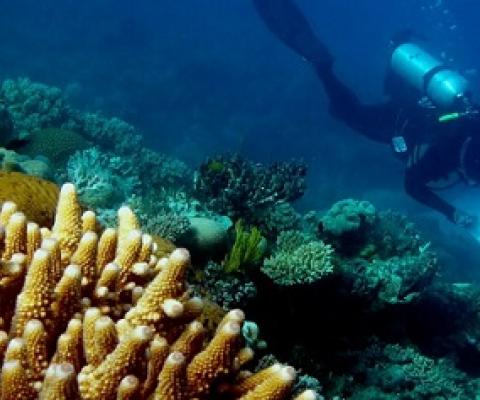 Zoe Richards has seen great changes in the corals off Lizard Island since she started monitoring them in 2011. Photograph: Mike Emslie