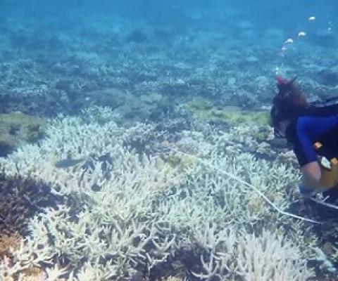  Coral bleaching at Heron Island, which did not bleach during the 2016-17 mass bleaching. Photograph: Charlotte Page