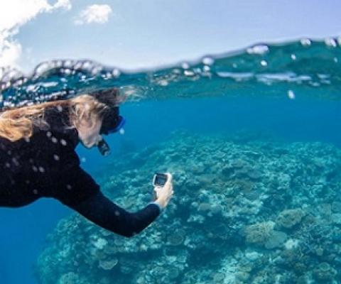 The simple survey methodology allows competent snorkellers to take part in the census.(Supplied: Citizens Of The Great Barrier Reef)
