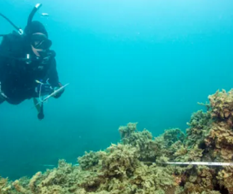 Repeated disturbances from climate change and deteriorating water quality have changed some sections of the Great Barrier Reef from coral to algae. Photograph: David Wachenfeld/Centre of Excellence for Coral Reef Studies