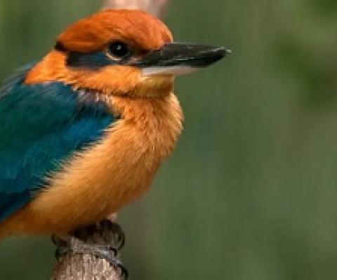 The Guam Kingfisher, Todiramphus Cinnamominus, which the Chamorro people call sihek. Photograph: RGB Ventures/Alamy