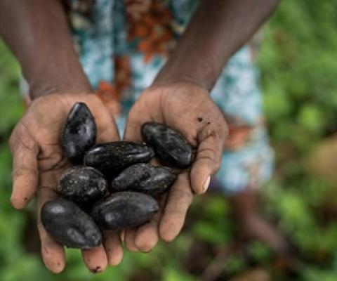 Credit - Conor Ashleigh.